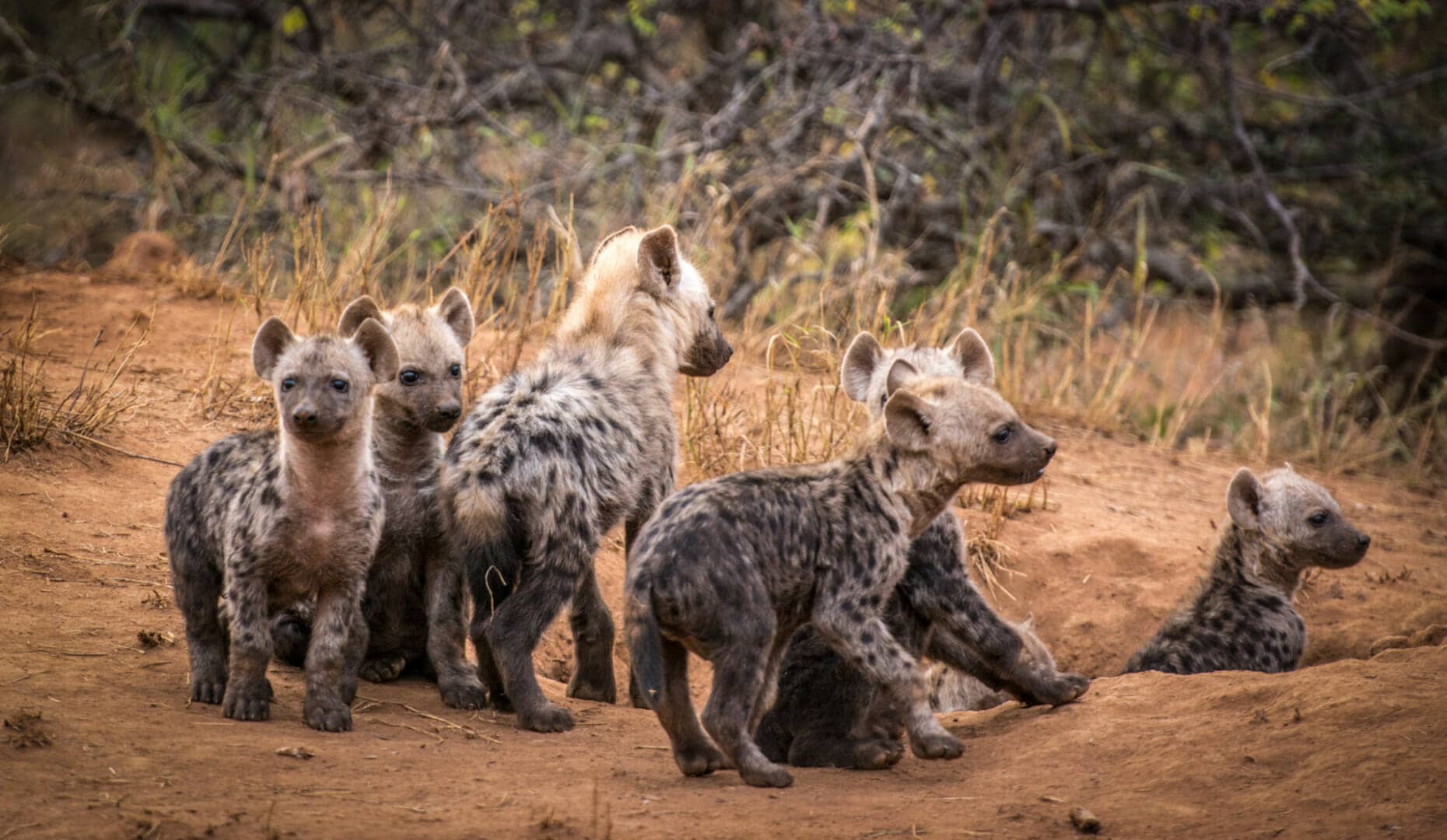 the unknown north of South Africa, South Africa,hyena pups