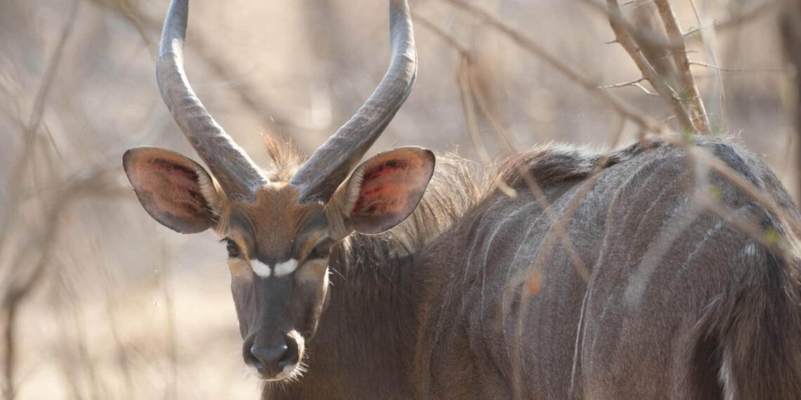 Zuidelijk Malawi, rondreis per huurauto