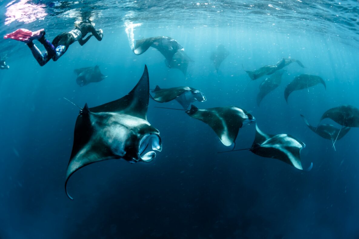Malediven, duiken & snorkelen, mantaroggen