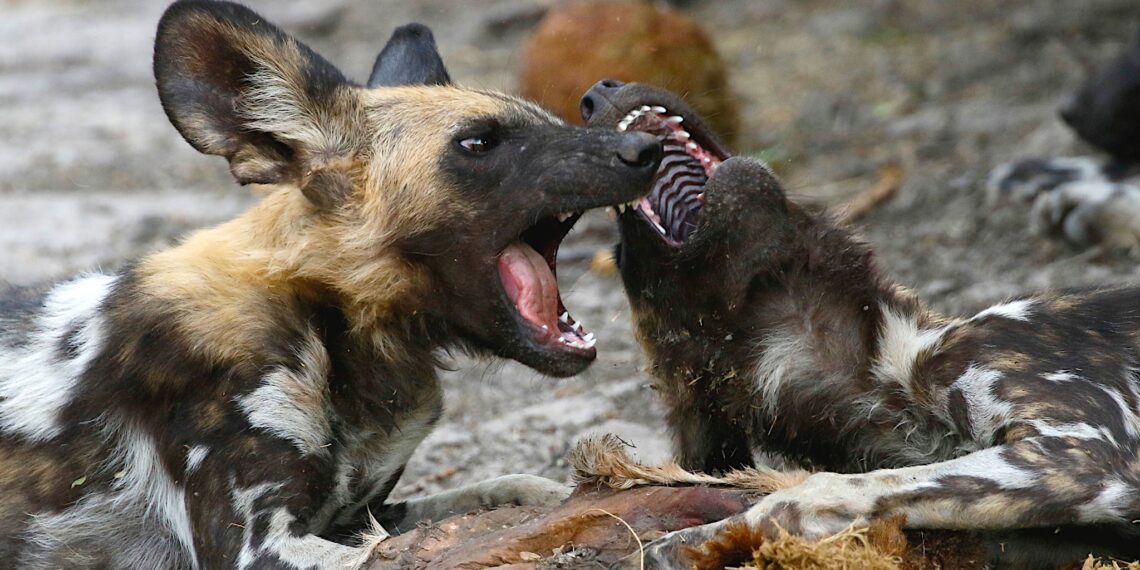 Botswana,wilde honden