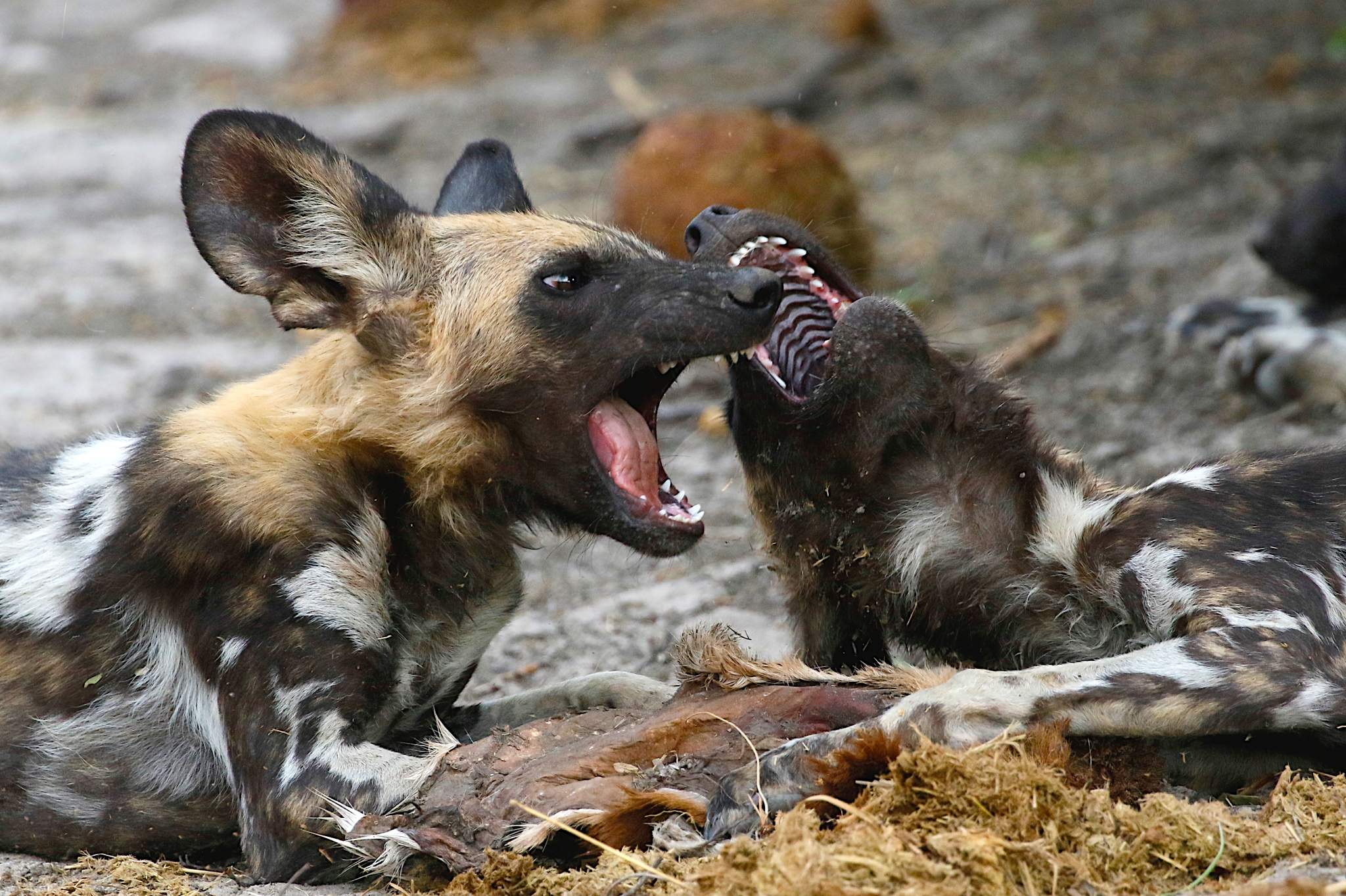 Botswana, wild dogs