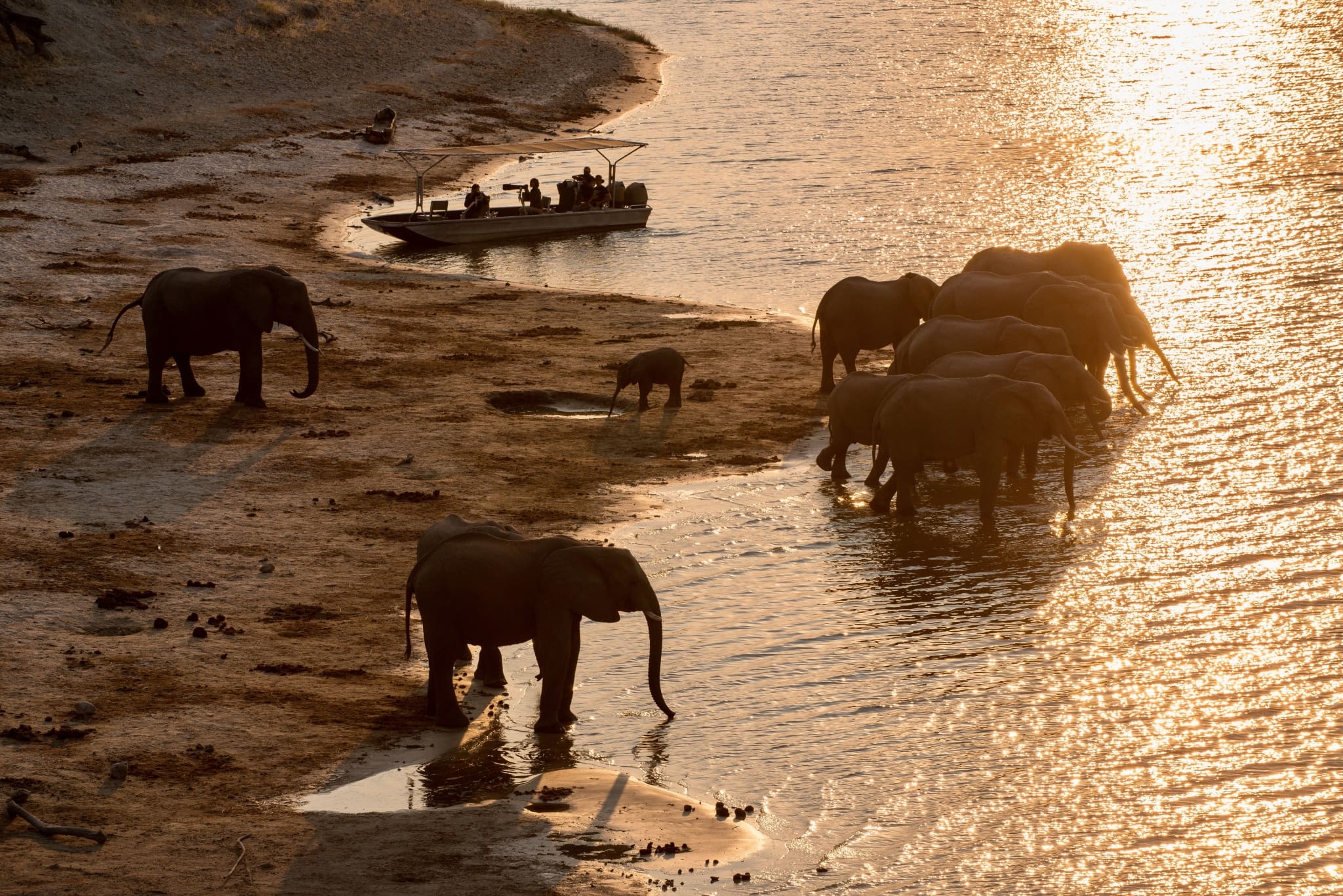 Chobe National Park,Botswana,olifanten op de oever