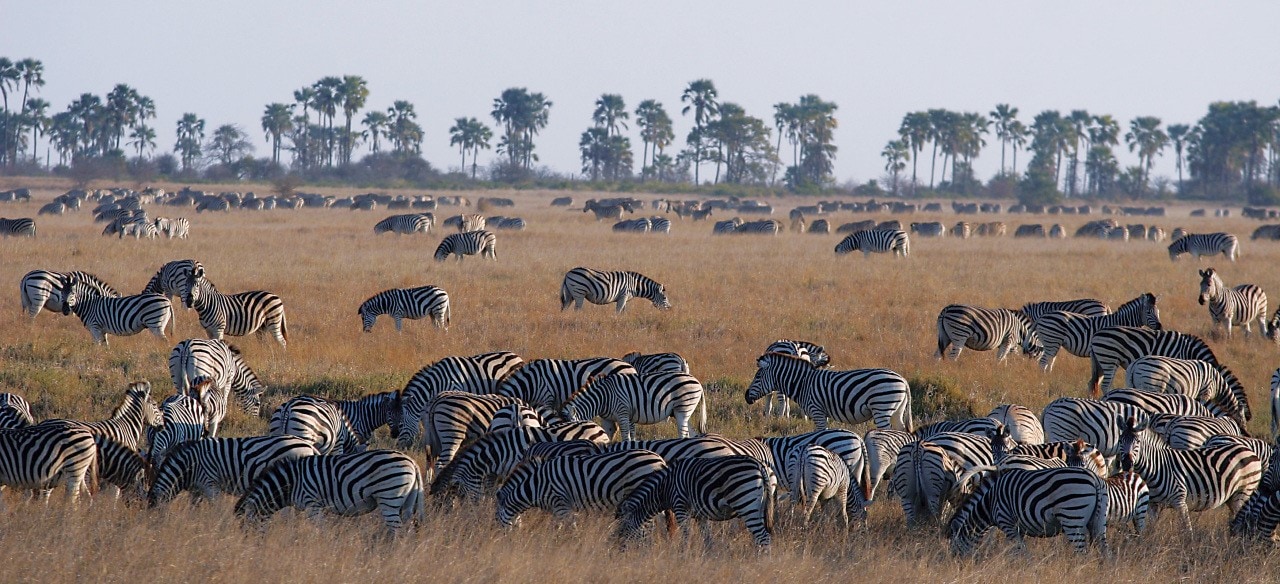 Makgadikgadi,Botswana,zebras