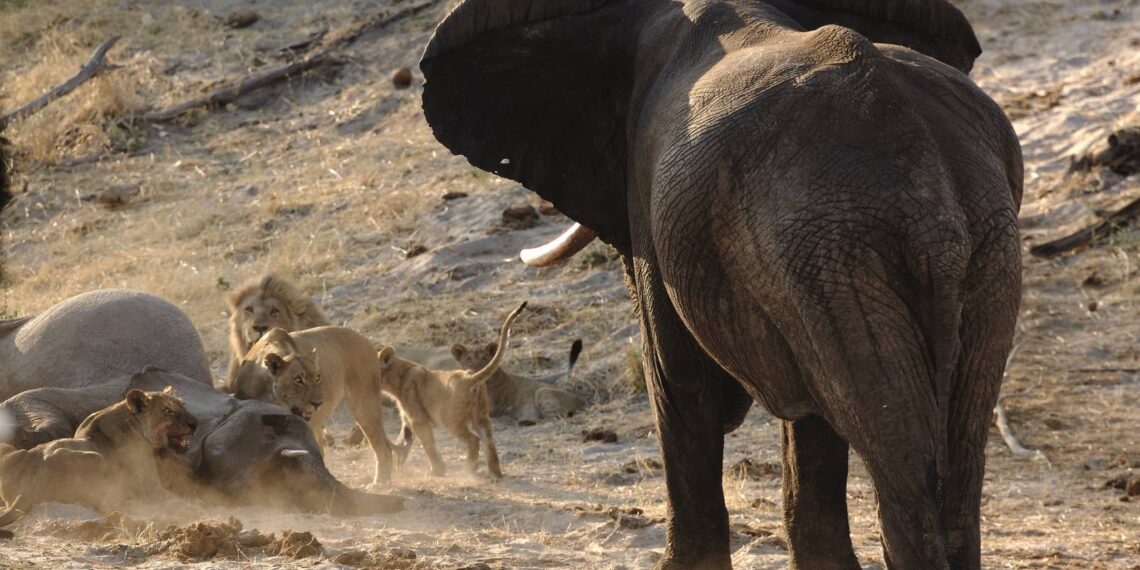 Moremi,Botswana,olifanten en leeuwen