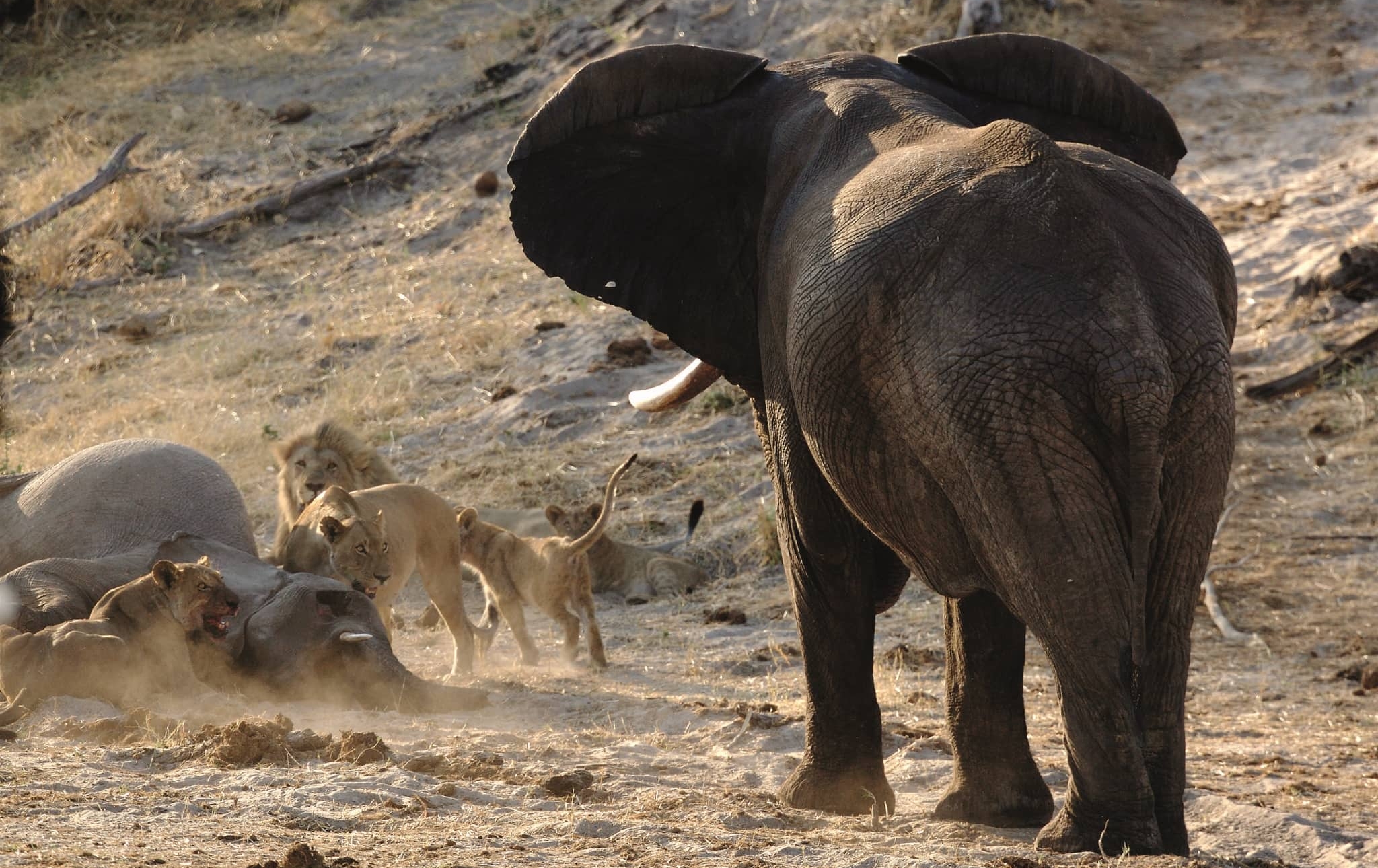 Moremi,Botswana,olifanten en leeuwen