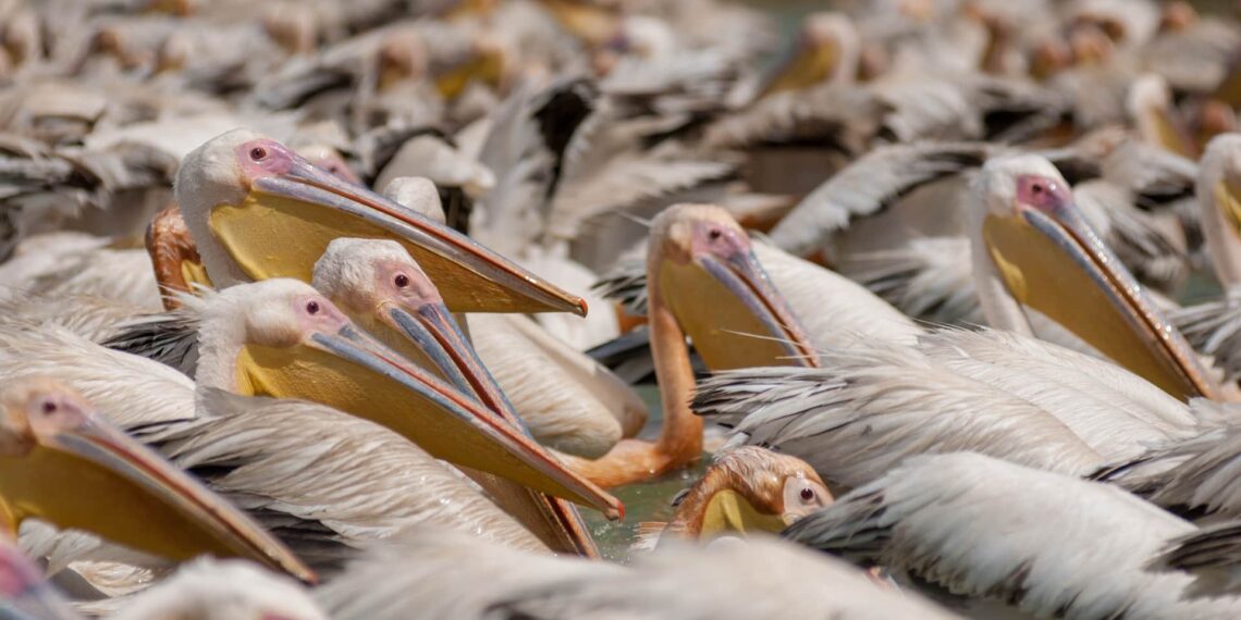 Djoudj National Park, Senegal, birds, pelikaan, wildlife