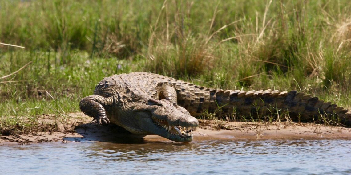 Lower Zambezi, Zambia, Krokodil