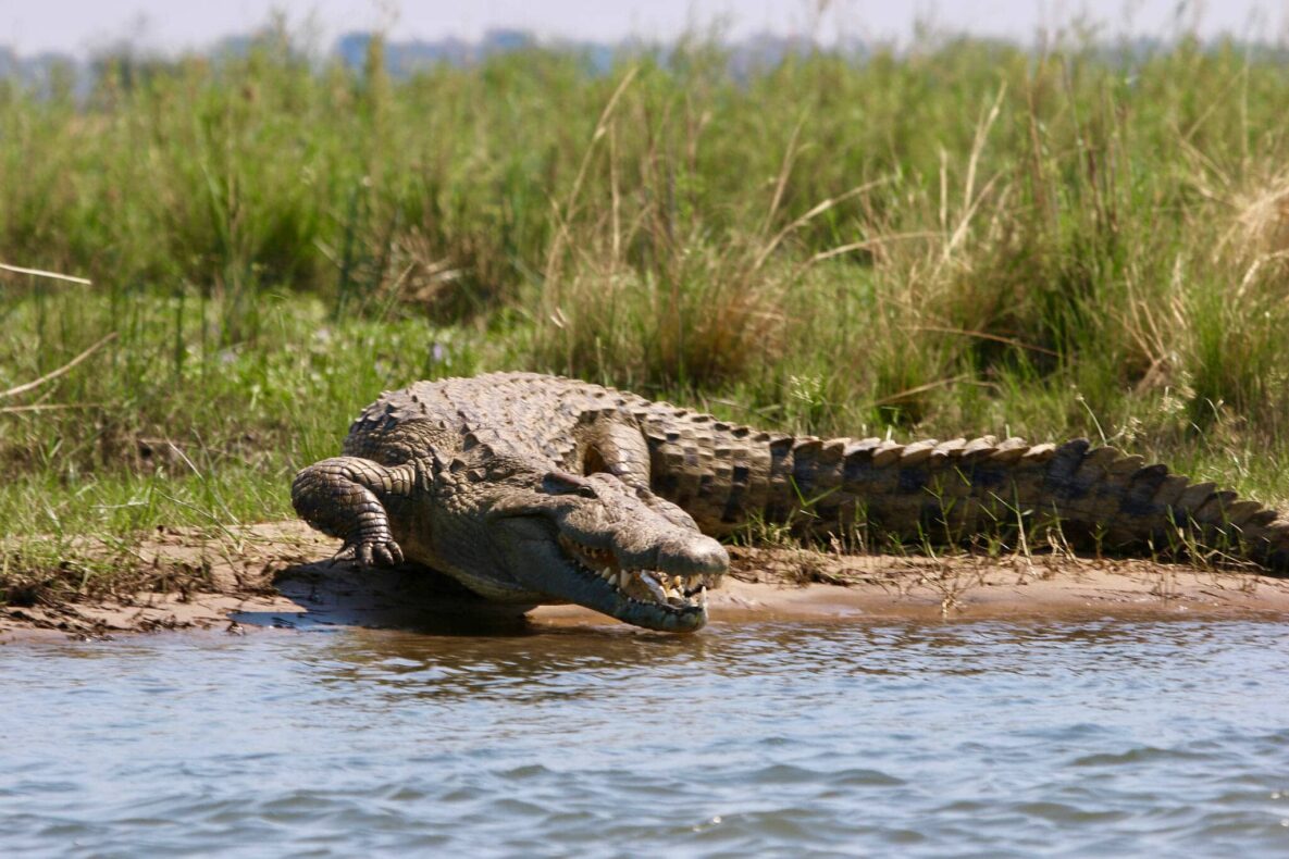 Lower Zambezi, Zambia, Krokodil