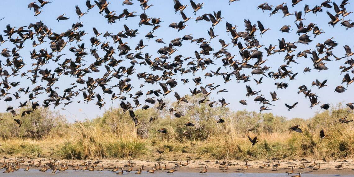 Saloum Delta, Senegal, birds