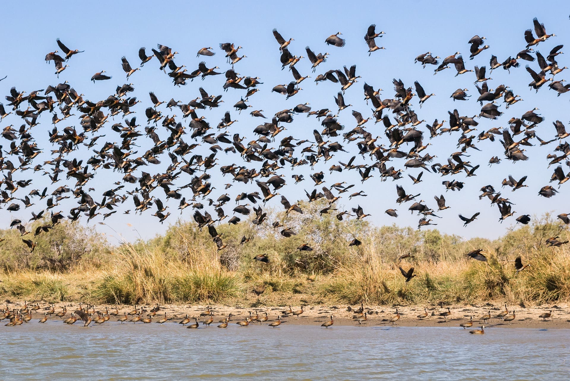 Saloum Delta, Senegal, birds