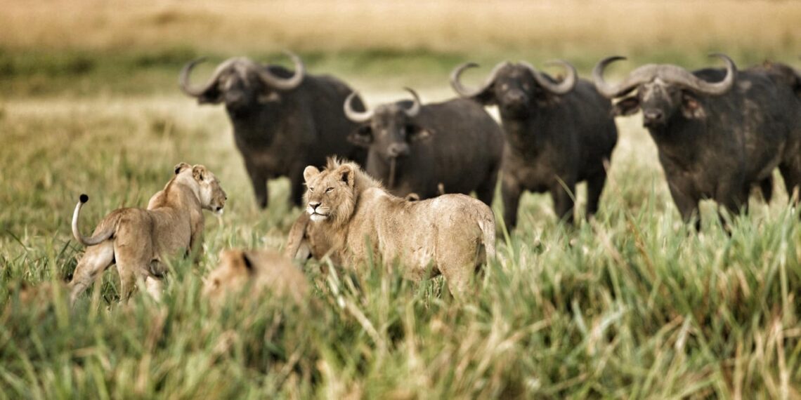 Linyanti en Savuti,Botswana,buffels met leeuwen