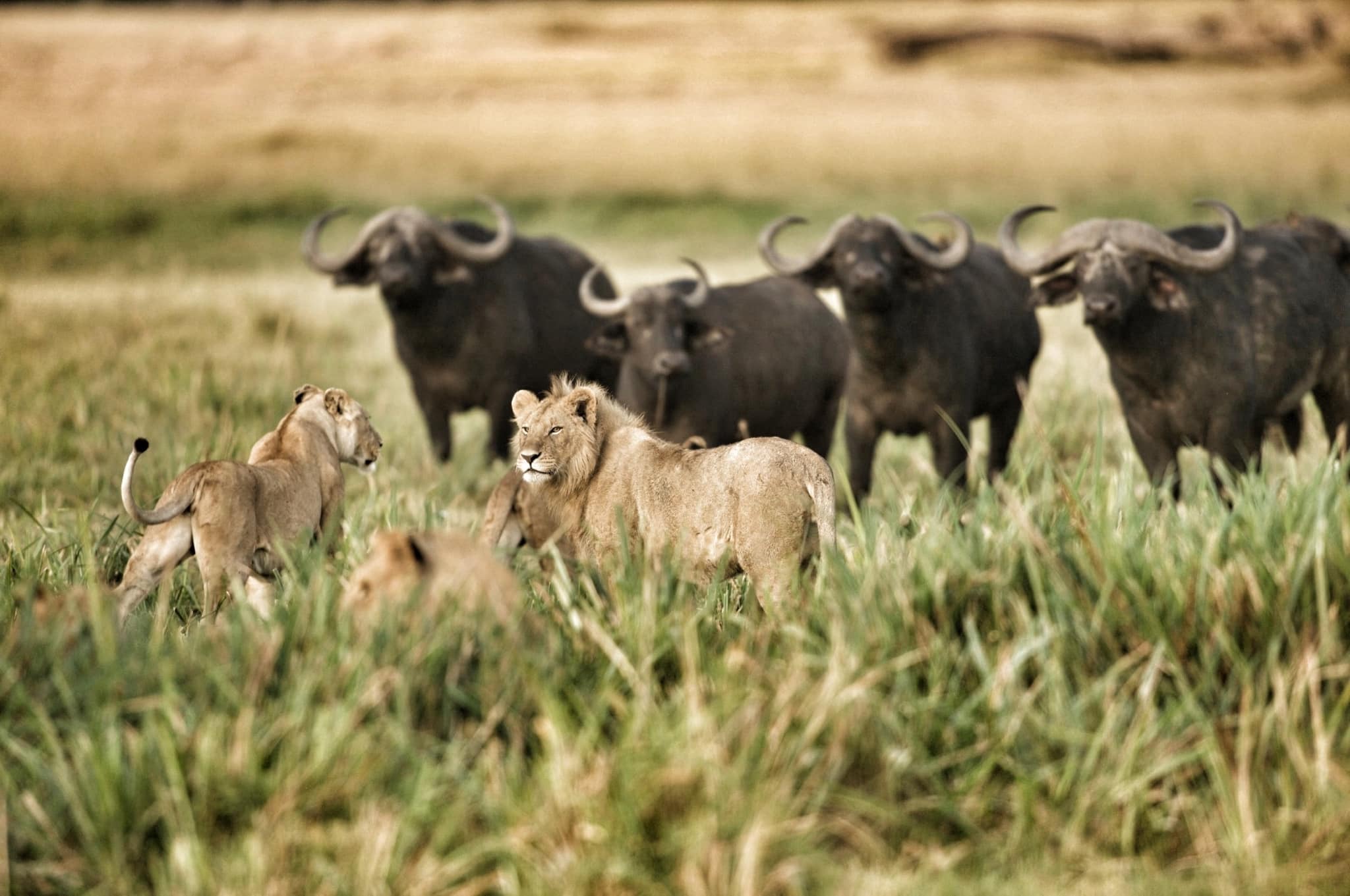 Linyanti and Savuti, Botswana, buffalo with lions