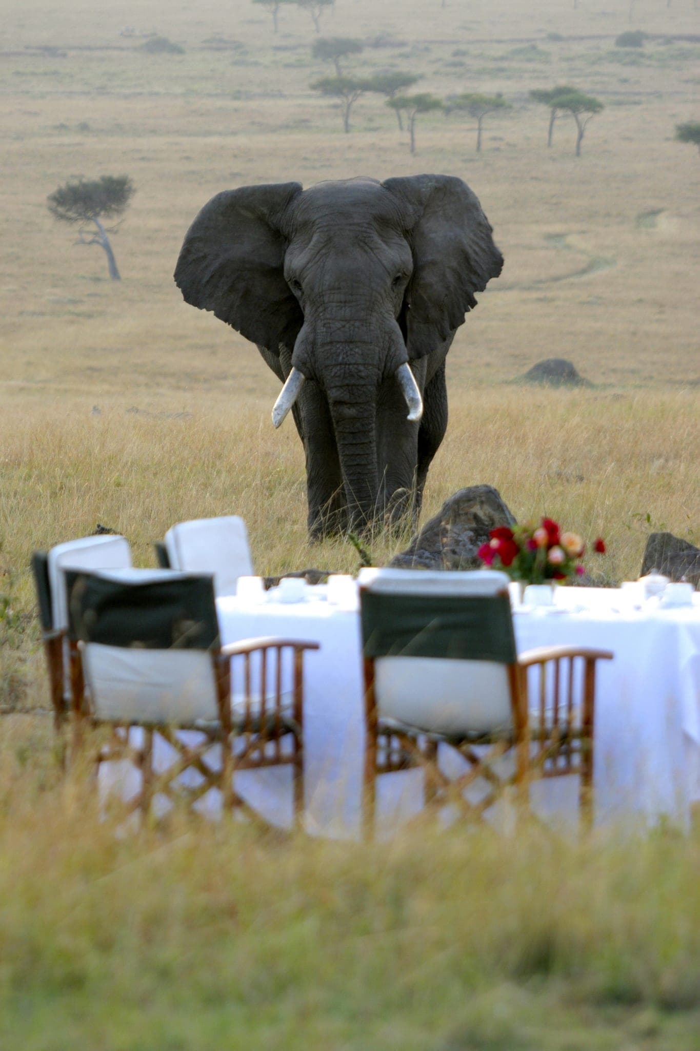 Kenya's beach & bush