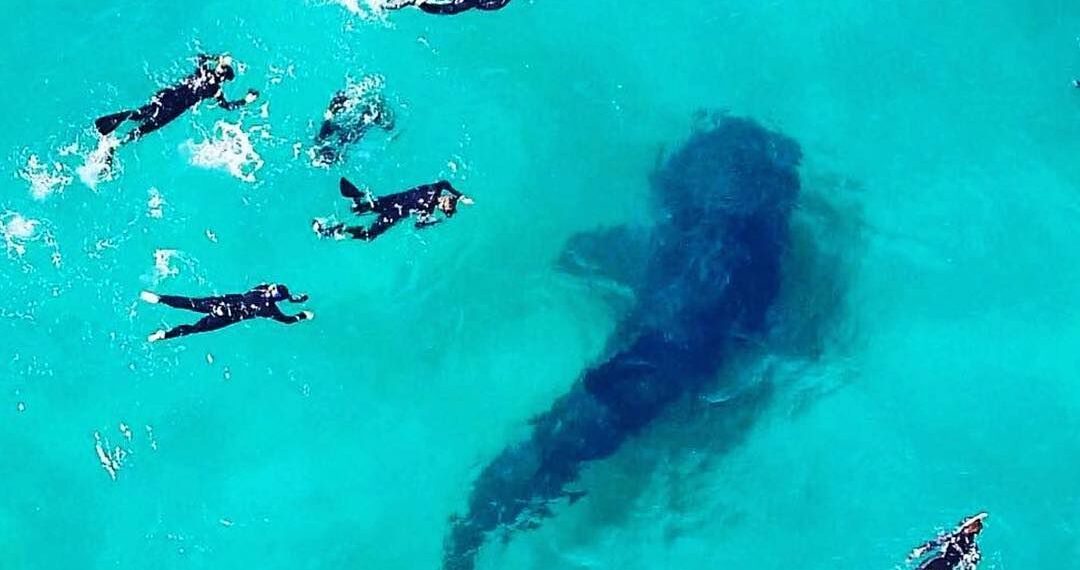 Baia Sonambula,Mozambique,haai met snorkelaars