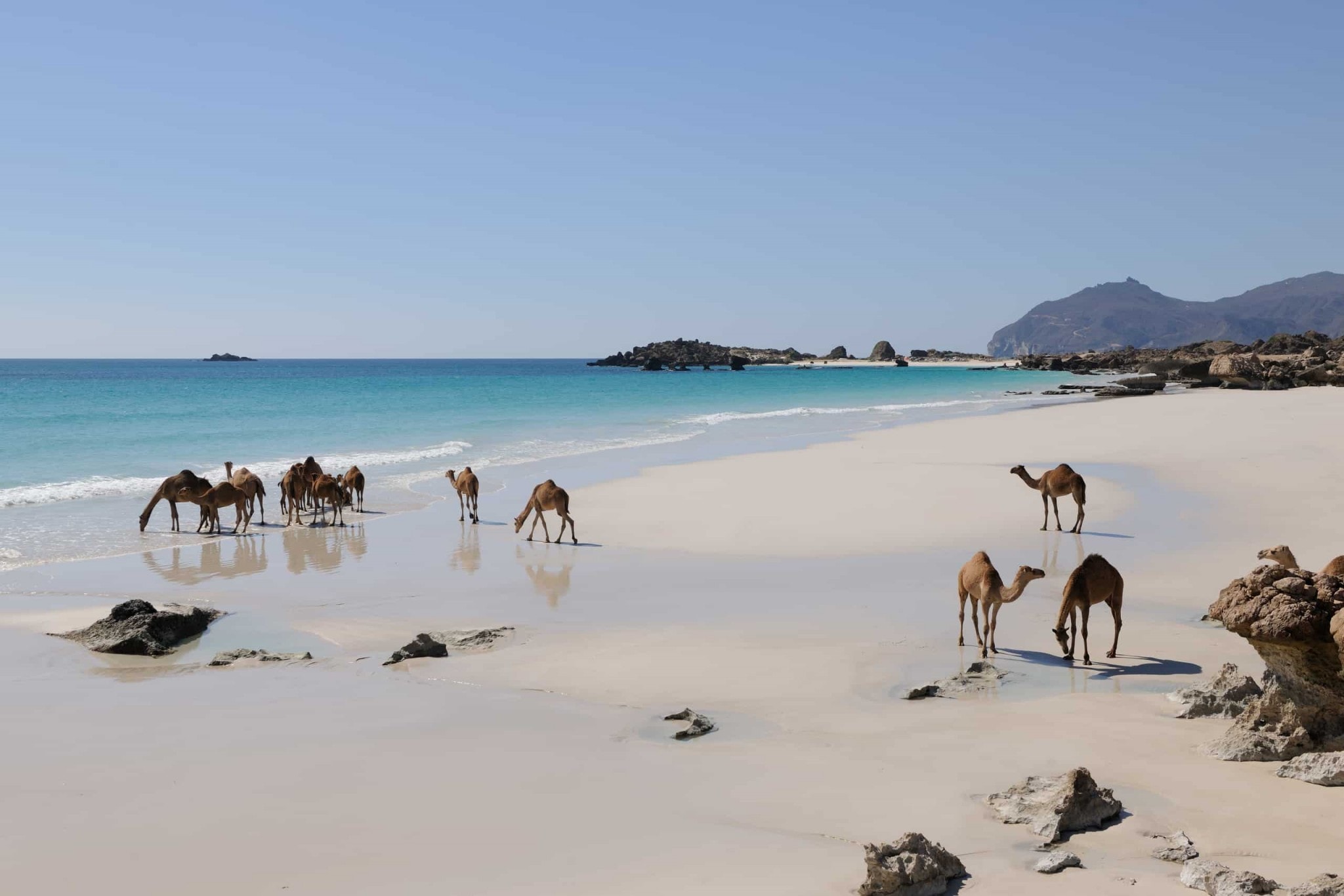 Stranden van Oman, kamelen, Oman