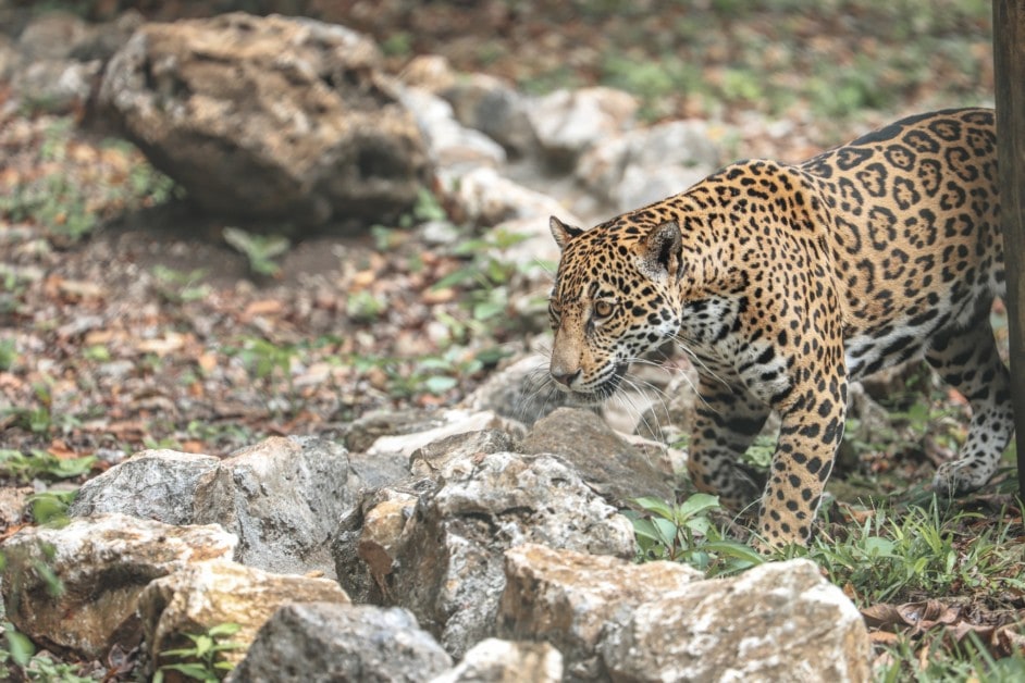 Blancaneaux Lodge,Belize,jaguar