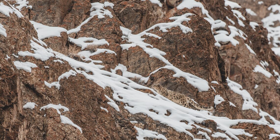 Sneeuwluipaard Ladakh - India