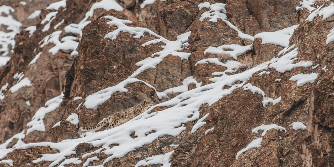 Sneeuwluipaard Ladakh - India