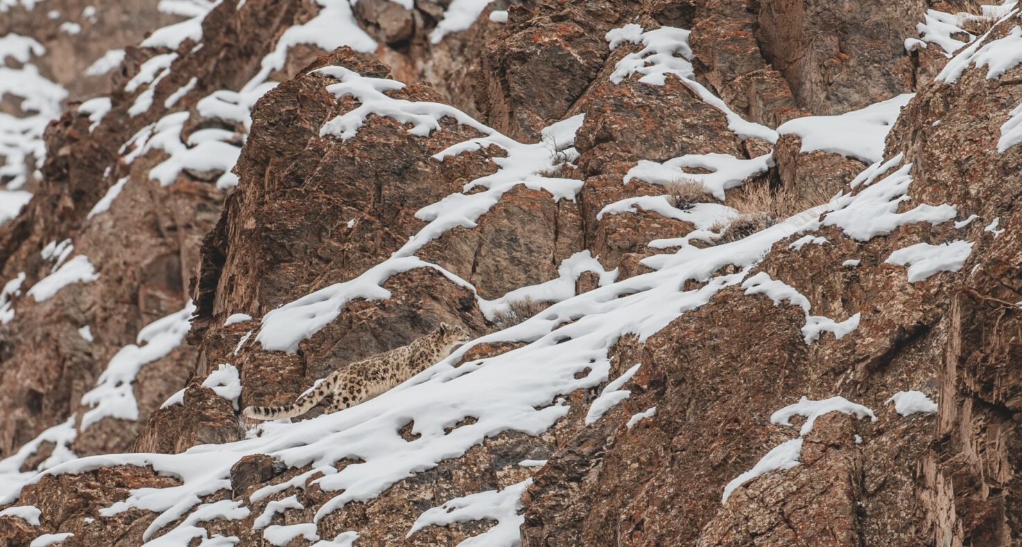 Sneeuwluipaard Ladakh - India