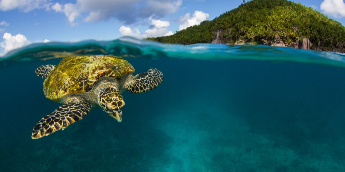 Fregate Island Private,Seychellen,duikende schildpad