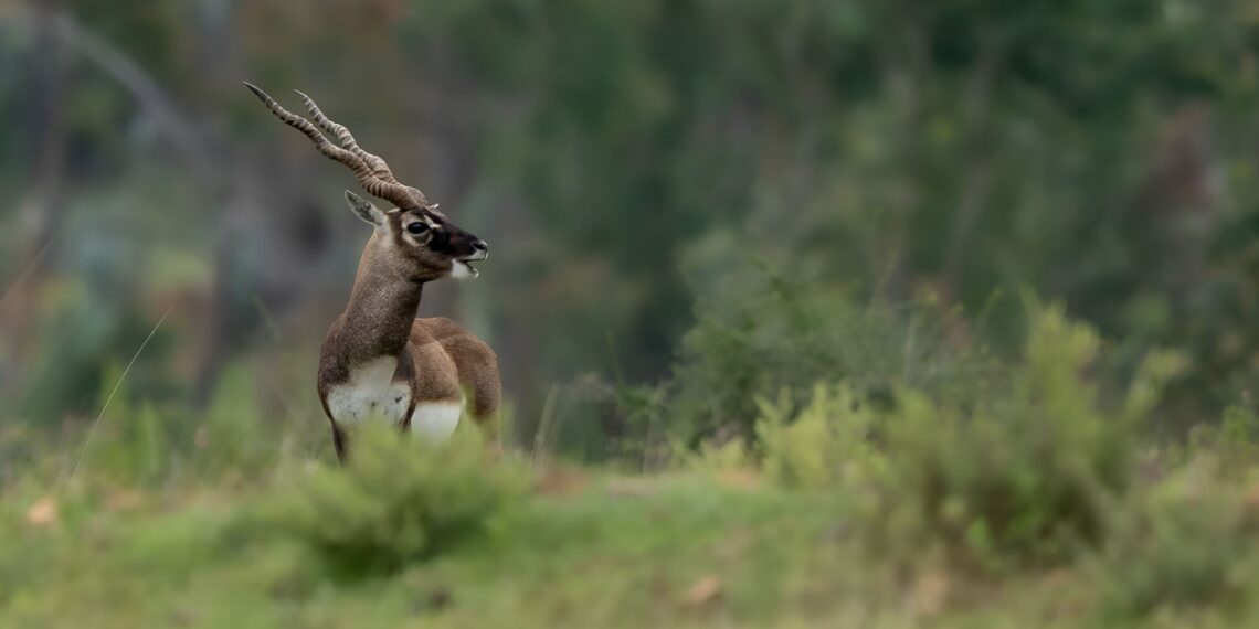 Het wildlife van India, rondreis