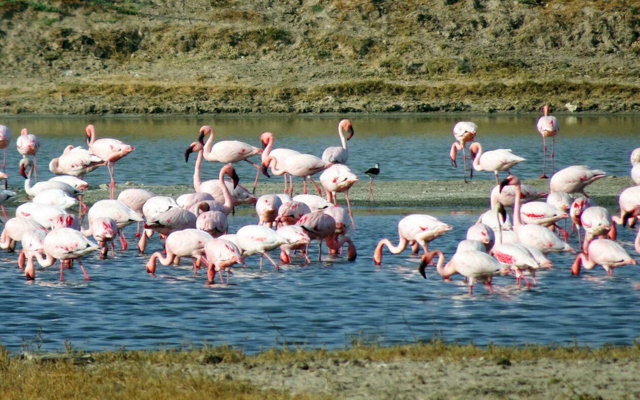 Het wildlife van India, rondreis, Little Rann of Kutch, flamingo's