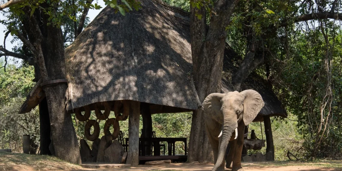 Nkwali Camp, Zambia - Robin Pope Safaris