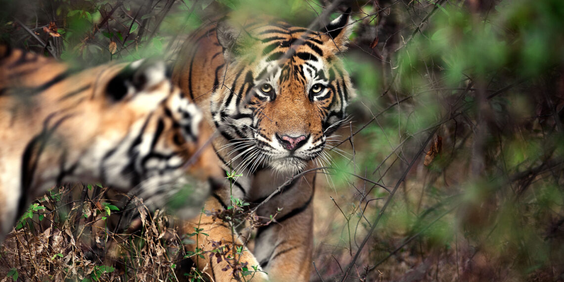 Dudhwa National Park, India reizen, tijger