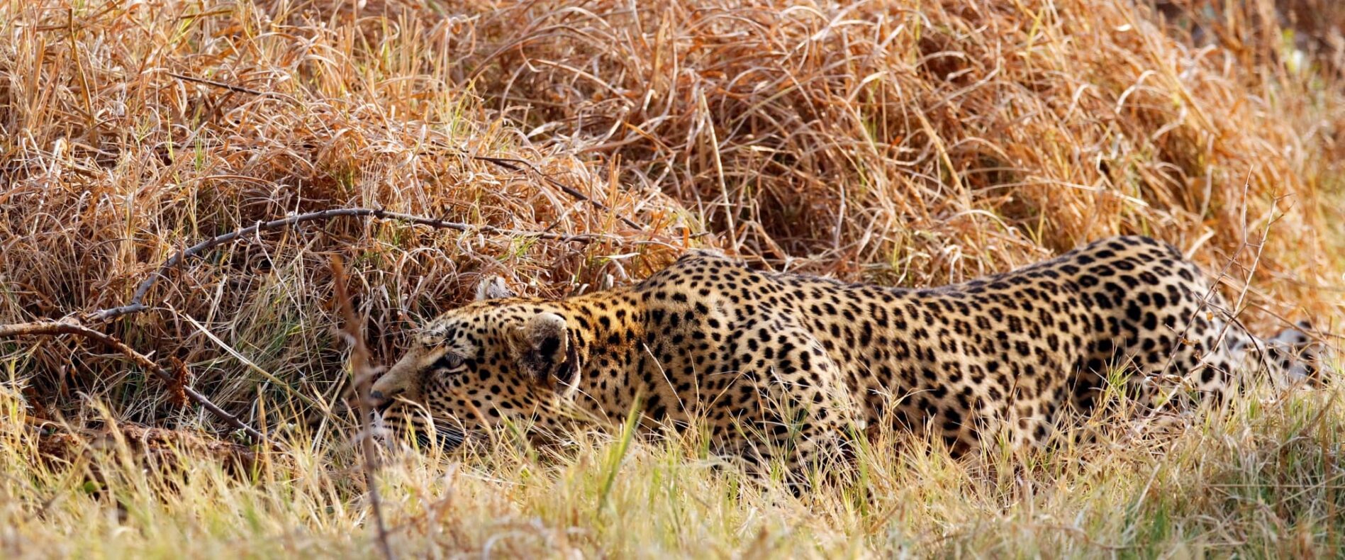 prowling leopard, Botswana
