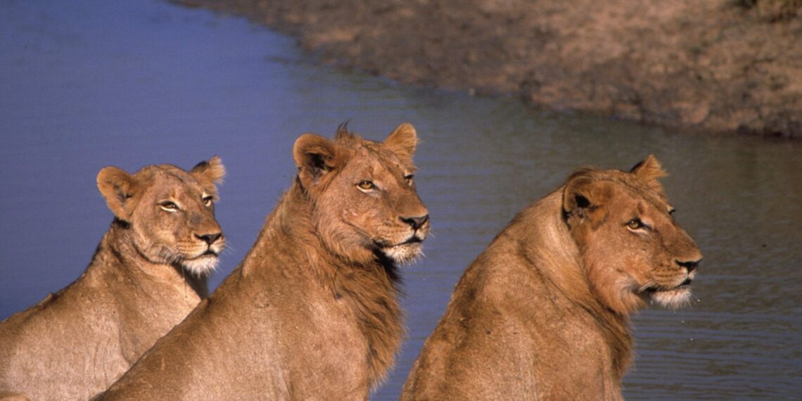 Leeuwen blog andbeyond