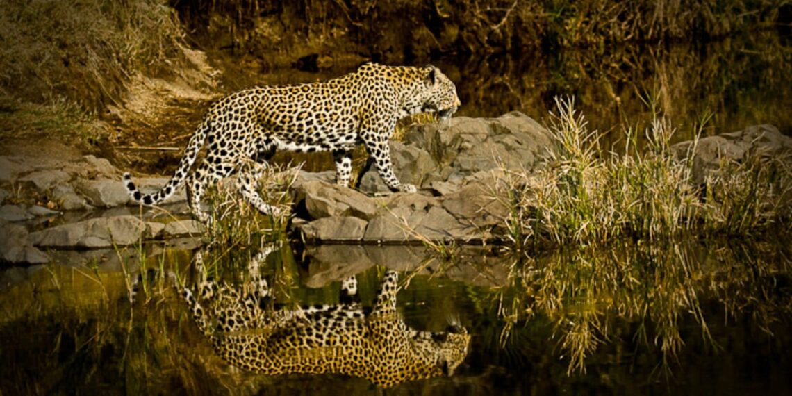 Leopard Londolozi