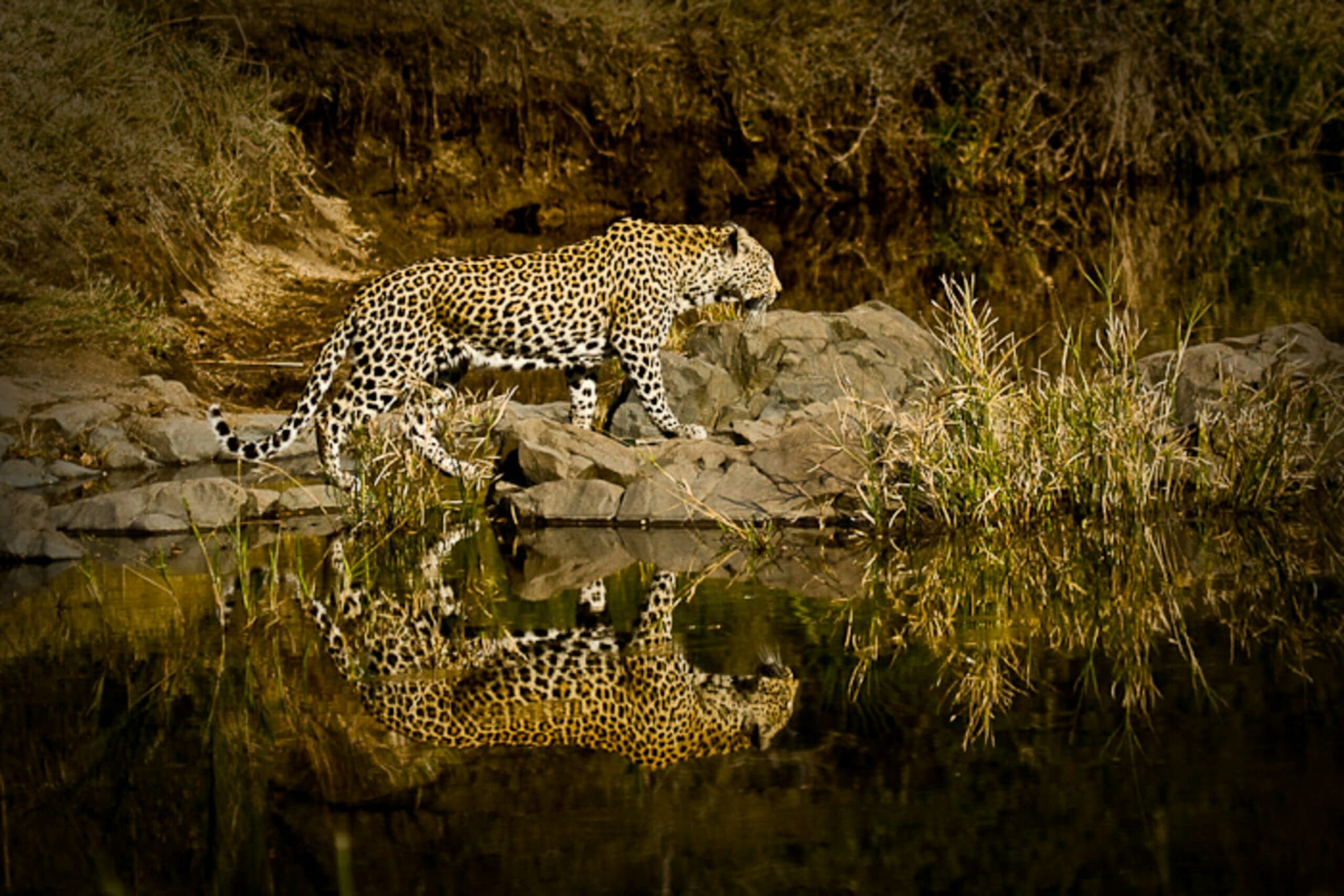 Leopard Londolozi