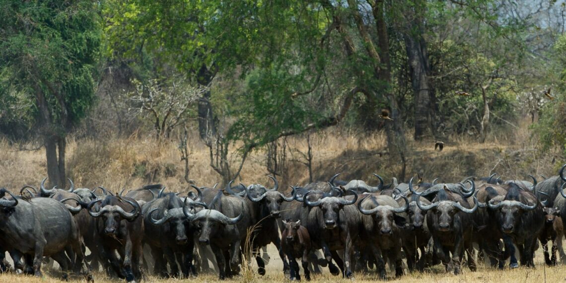 Zambia 6 redenen om North Luangwa te bezoeken
