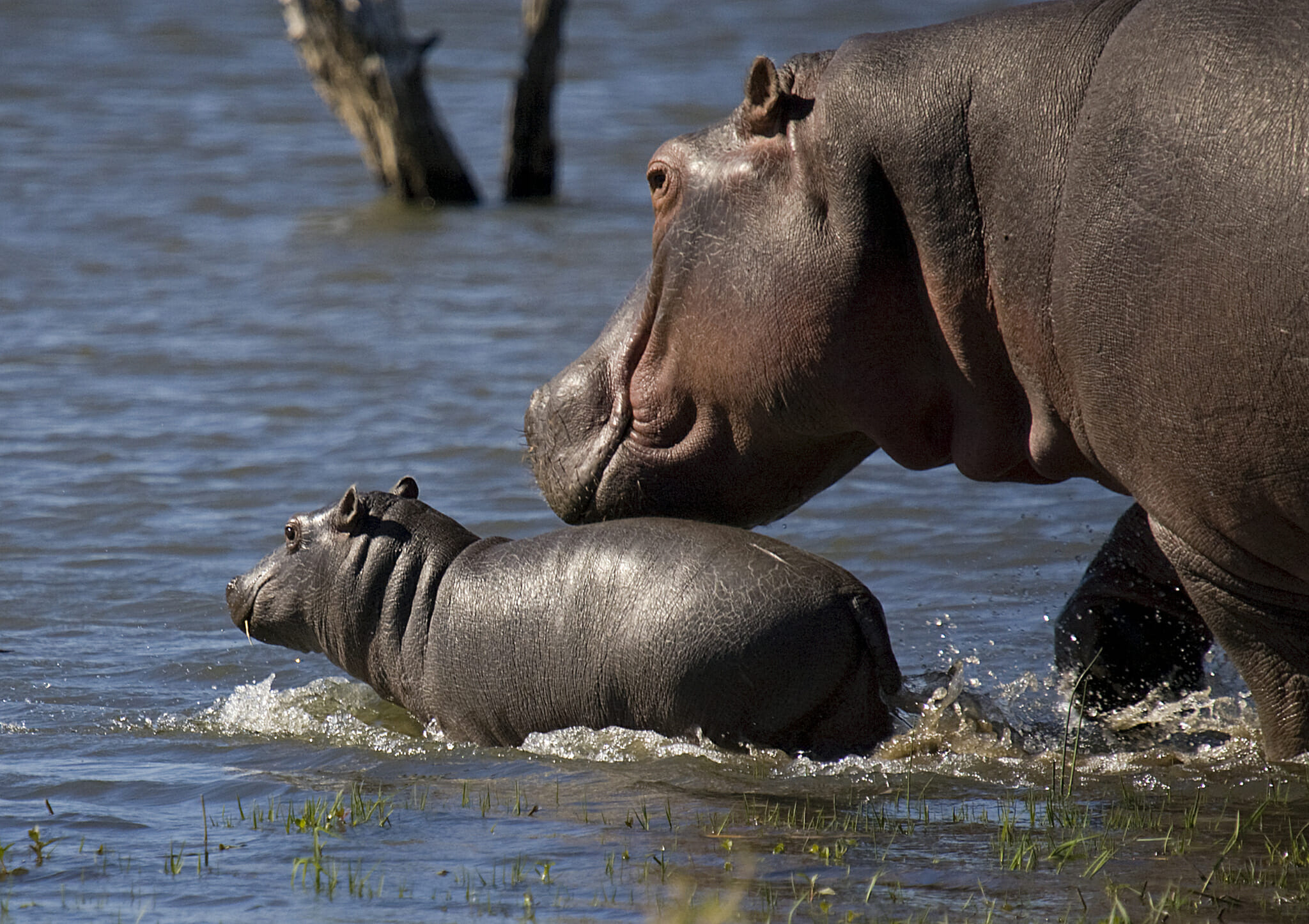 Kenya Samatian Island Lodge – Lake Baringo