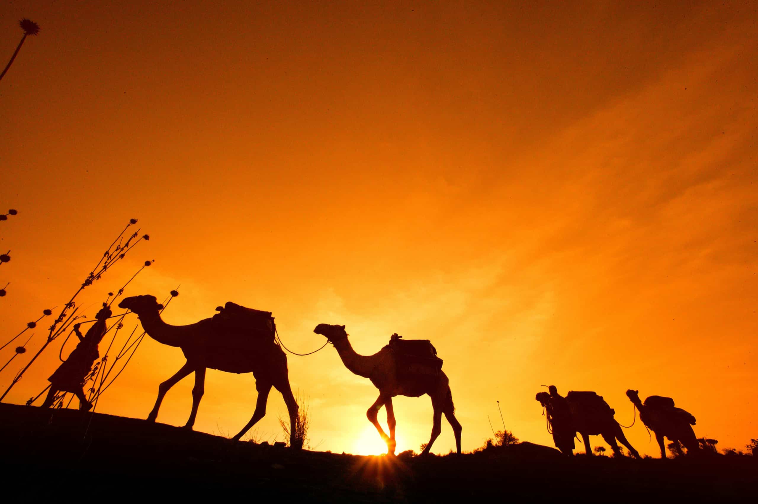 Kenya Desert Rose Lodge