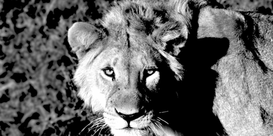 Blog De noordelijke parken van Tanzania leeuw