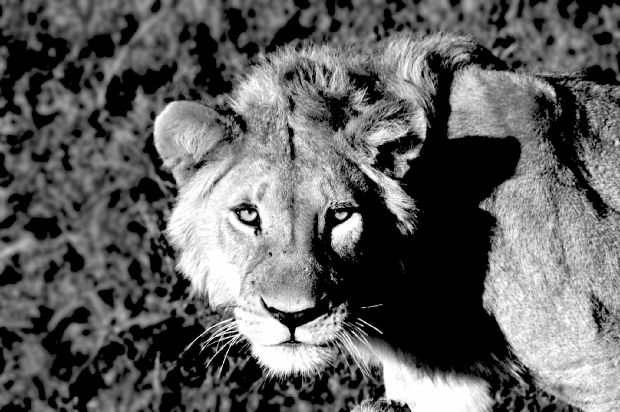 Blog Tanzania's northern parks lion
