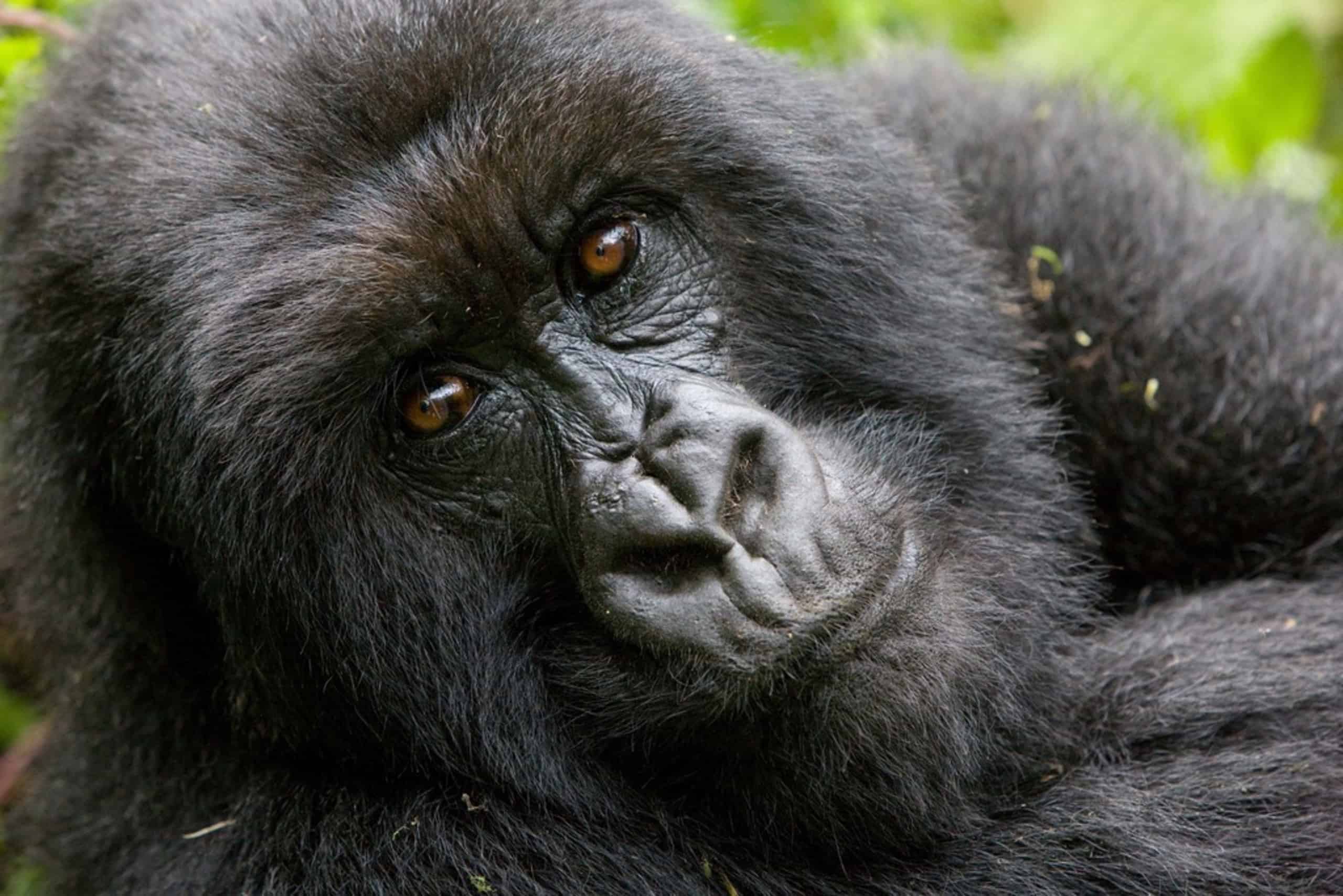 Uganda Bwindi Impenetrable Forest National Park