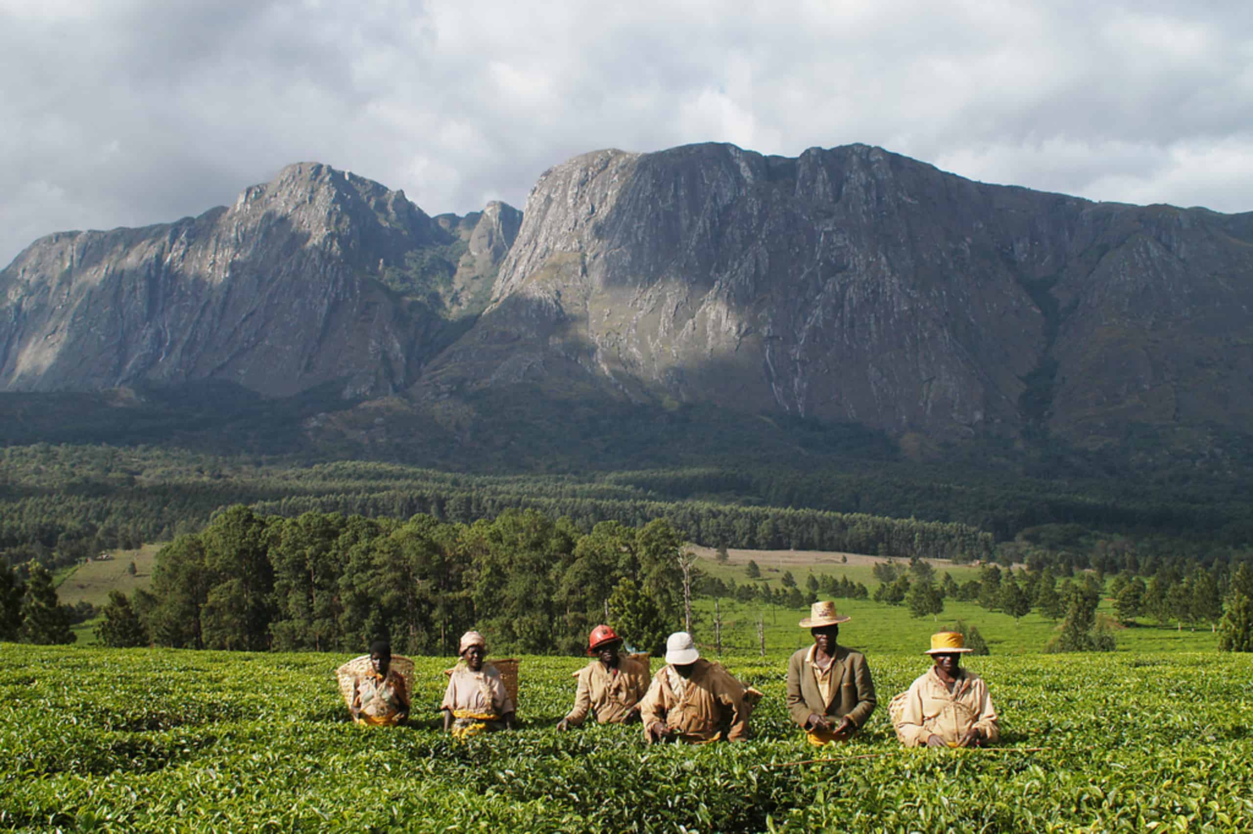 Malawi Mount Mulanje & Tea Estates