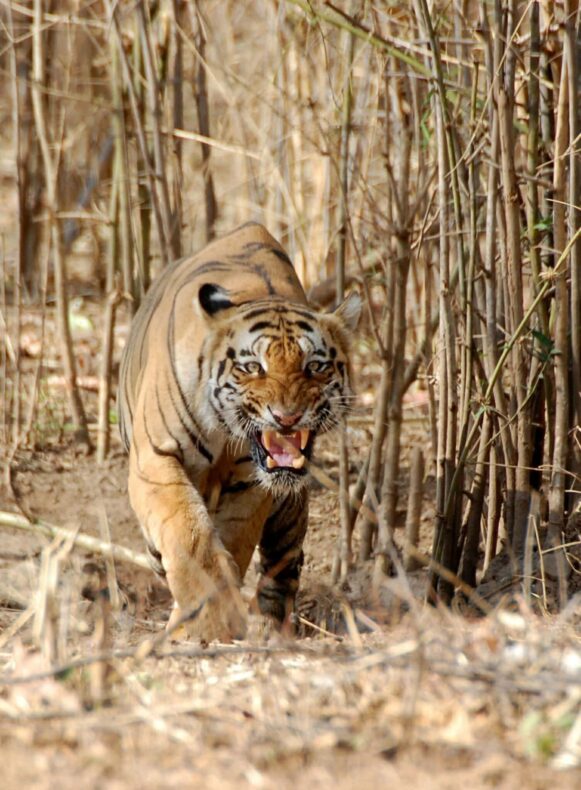 India Tiger Trails Jungle Lodge