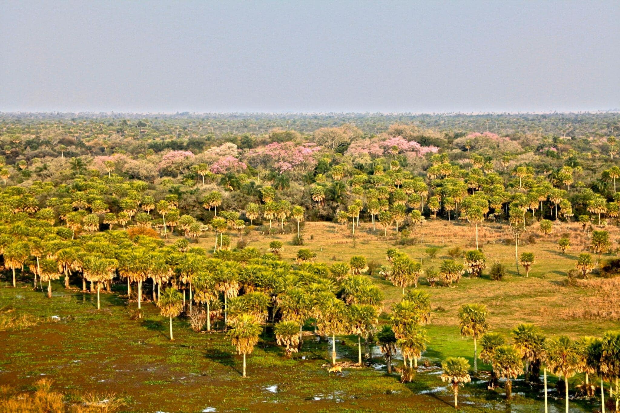 Rincón del Socorro - Ibéra Marshes Argentina