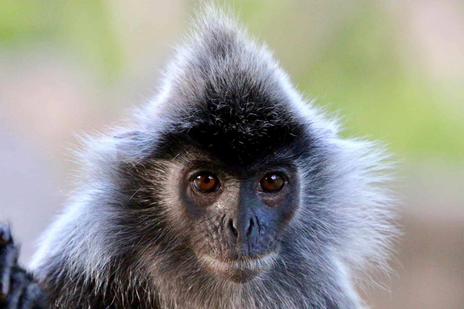 Malaysia Danum Valley Conservation Area