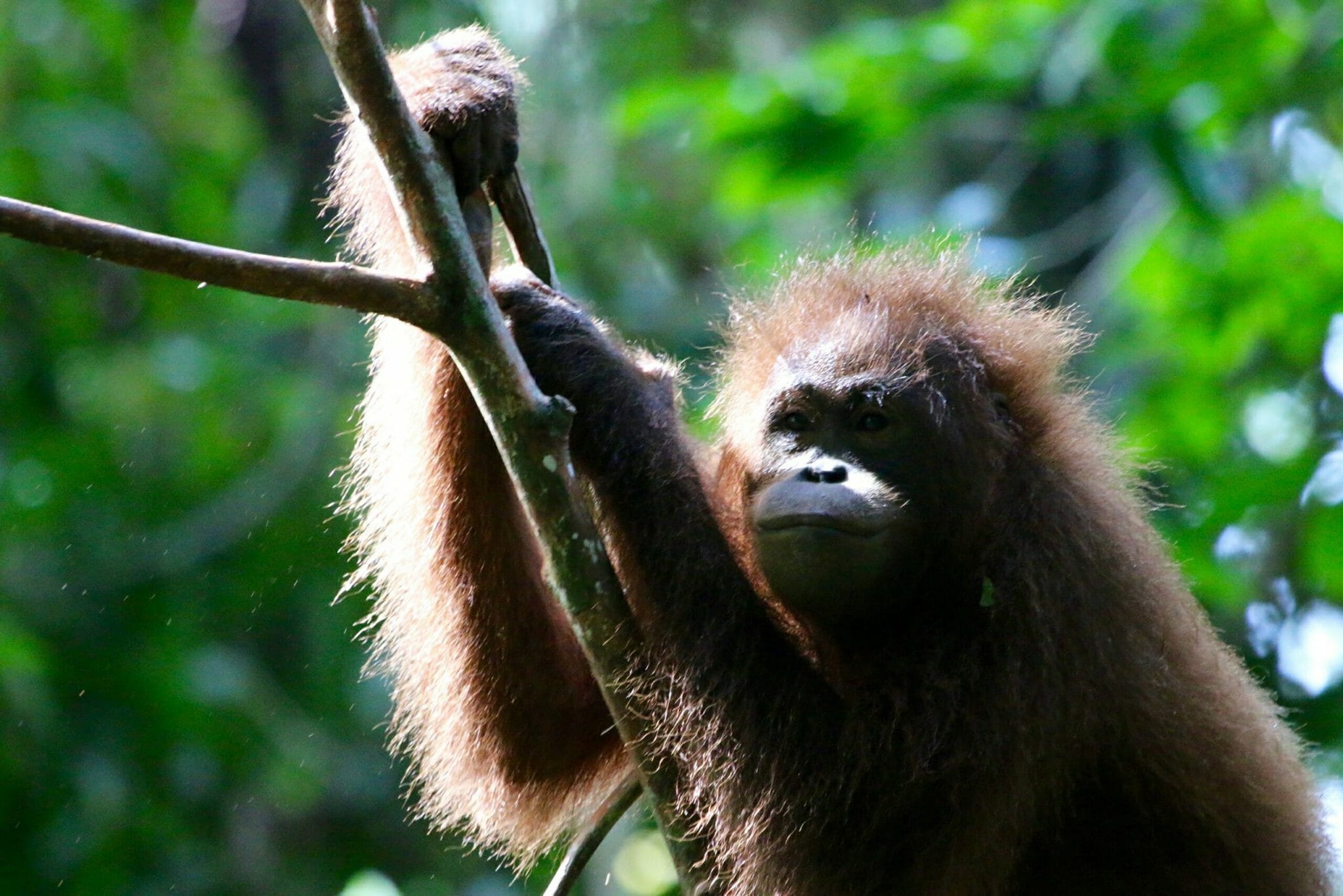blog borneo joseph - orangutan