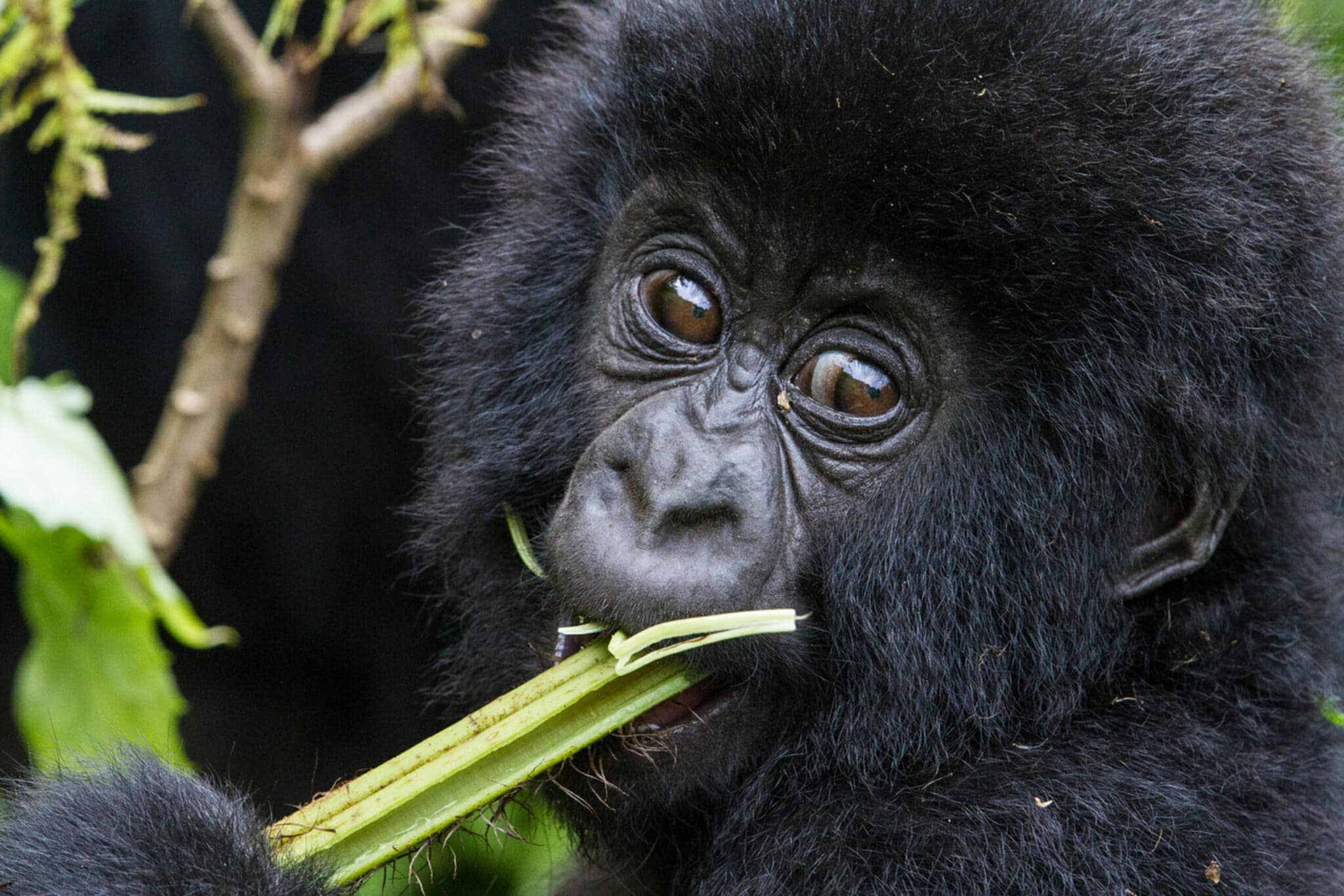 Congo Brazzaville Virunga National Park