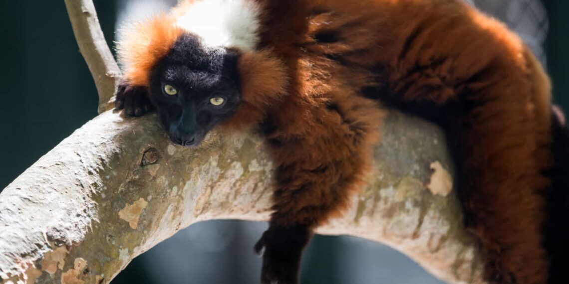 Caribbean British Virgin Islands