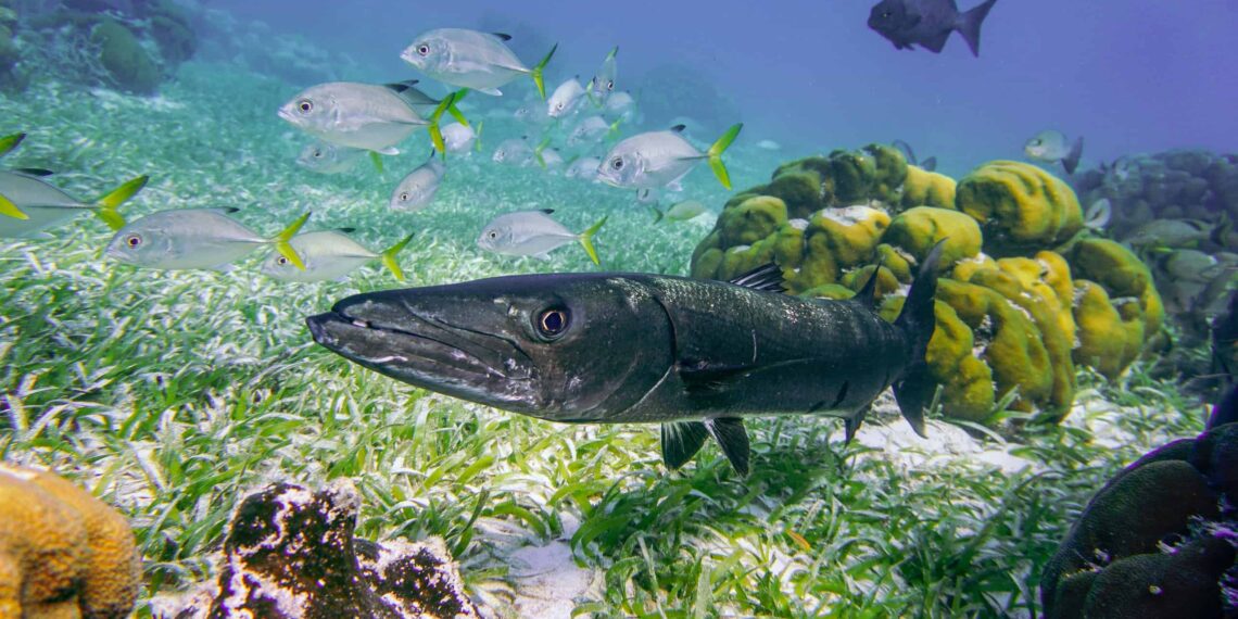 Caribbean Turks & Caicos Islands