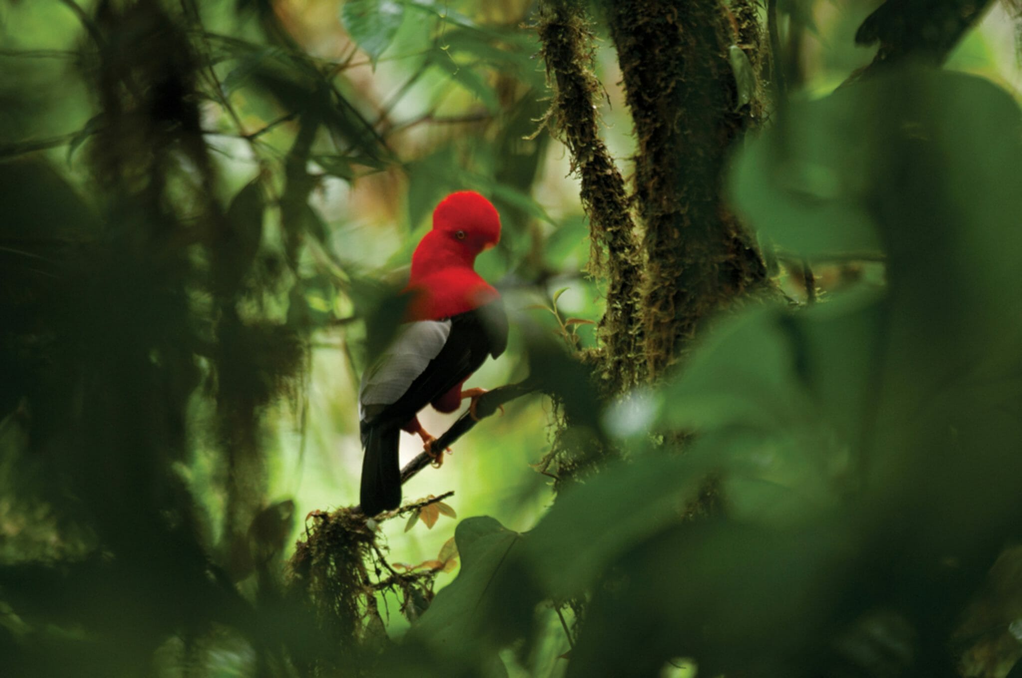 Ecuador highlights Amazon rainforest