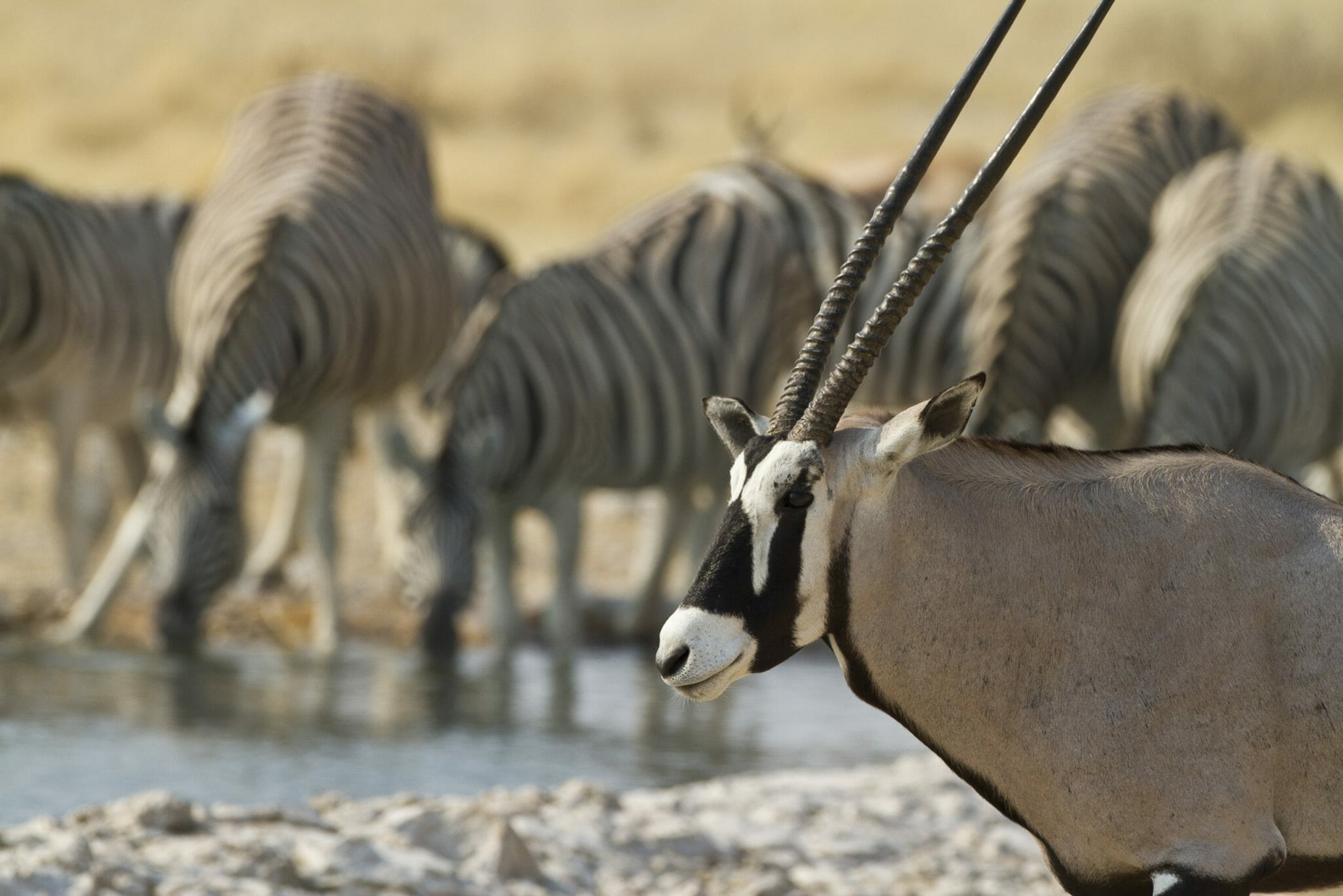 Namibia Etosha