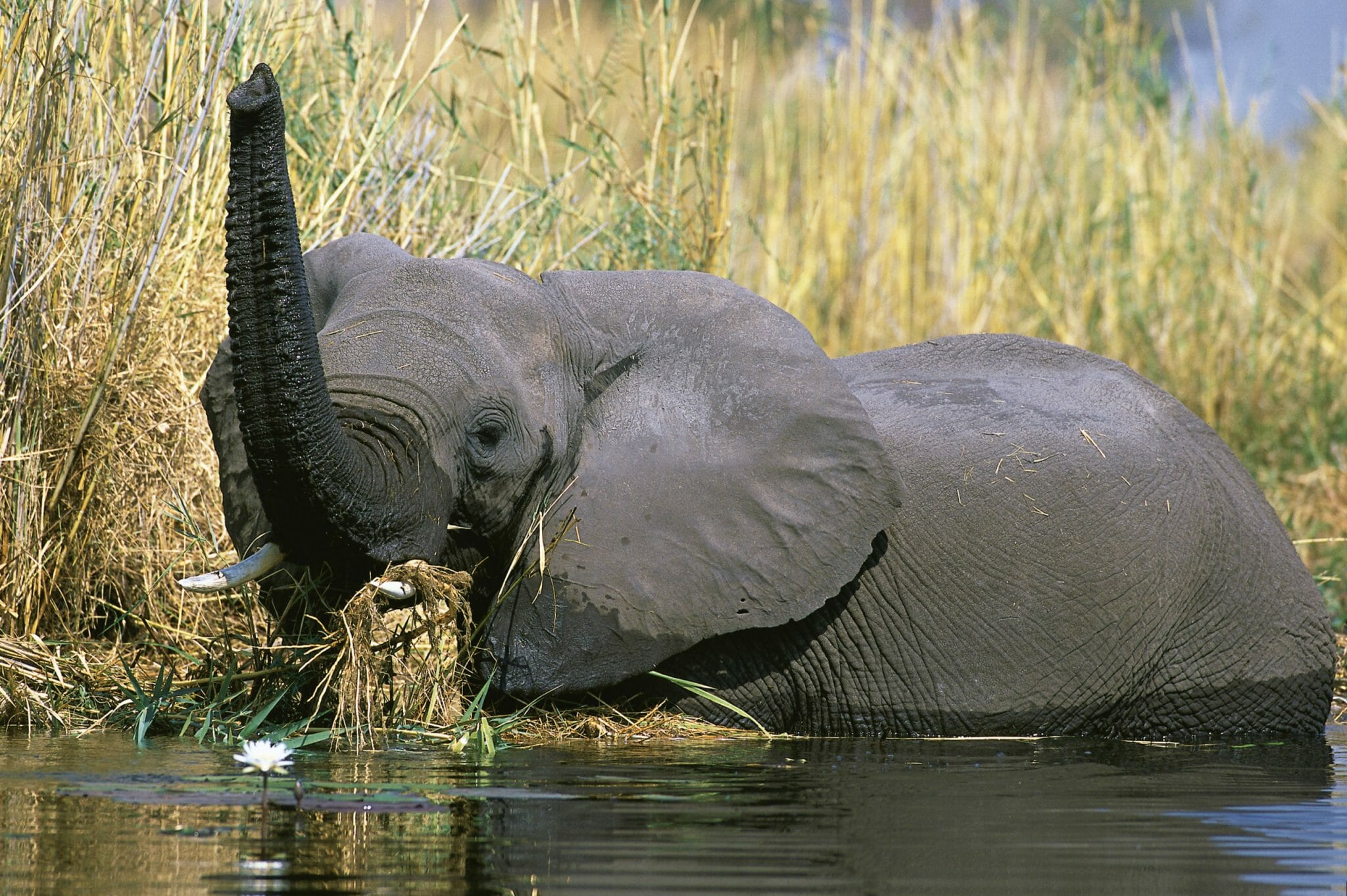 Namushasha Namibia