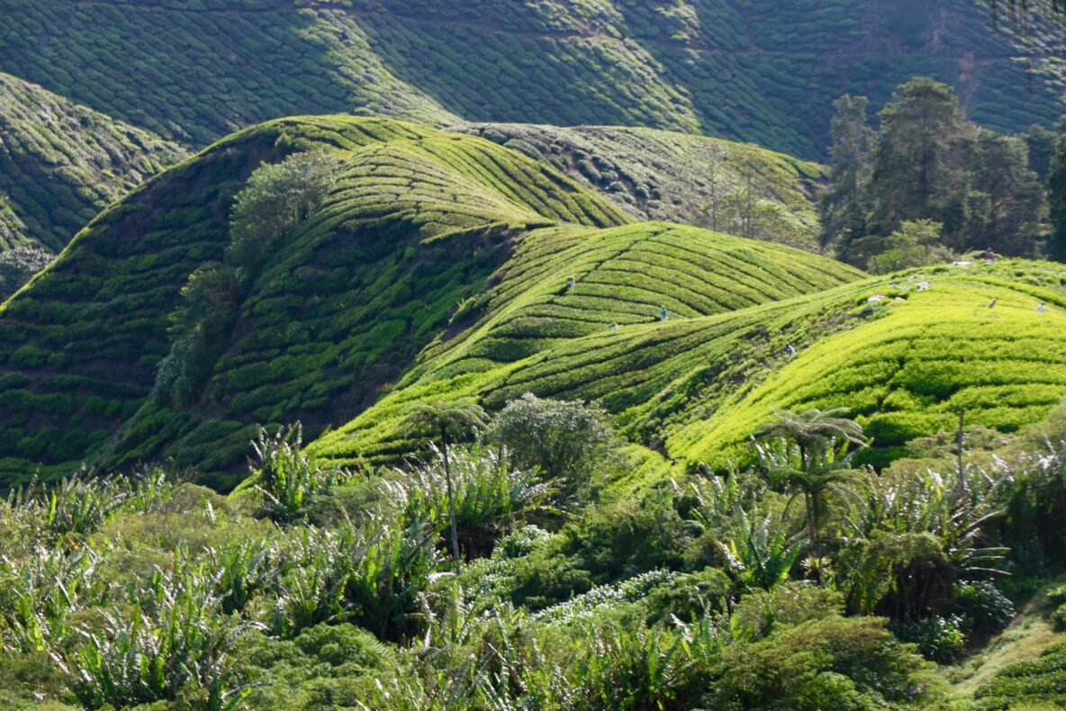 Highlight Malaysia - Cameron Highlands